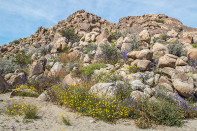 Desert blossoms