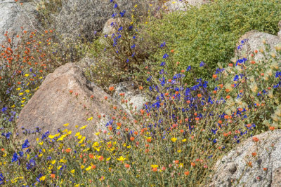 Desert blossoms