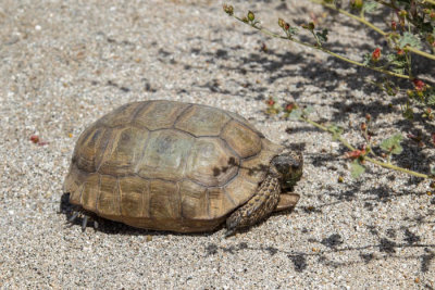 Desert turtle