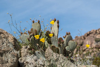 Cactus and yellow poppies