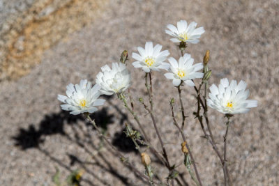 Desert chickory