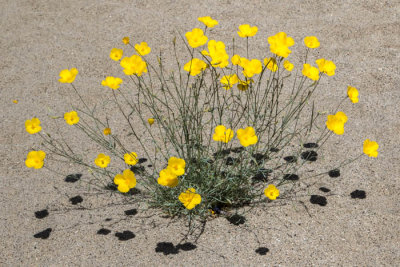 Yellow poppies