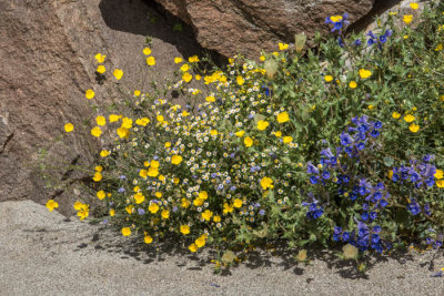 Desert in bloom