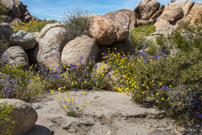 Desert in bloom