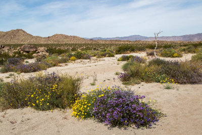 Porcupine wash hike at Joshua Tree Nat'l Park