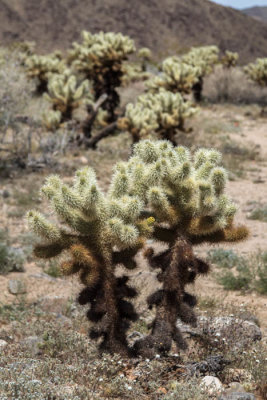 Cholla cactus