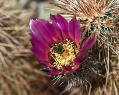 Hedgehog cactus flower