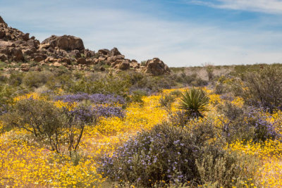 Superbloom at Joshua Tree Nat'l Park