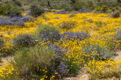 Superbloom at Joshua Tree Nat'l Park