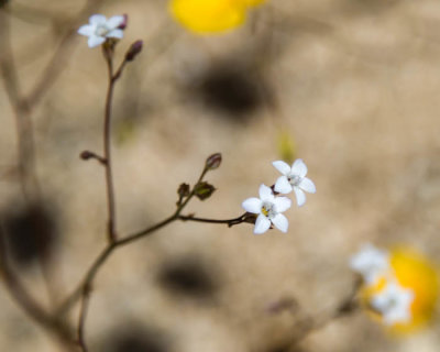 Star gilia