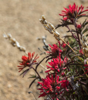 Indian paintbrush