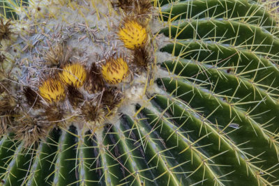 Barrel cactus in bloom