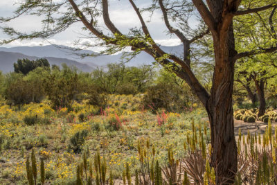 Wildflower garden at Sunnylands