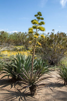 desert agave or century plant