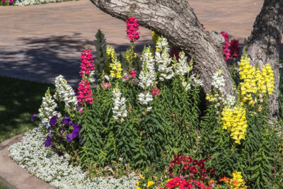 Snap dragons