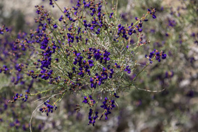 Indigo bush