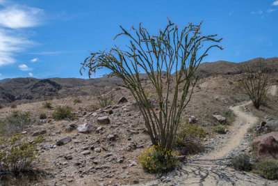 Ocotillo cactus