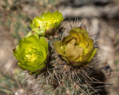 flowering cholla cactus