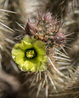 flowering cholla cactus