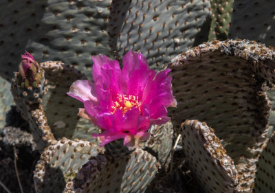 Beavertail cactus in bloom