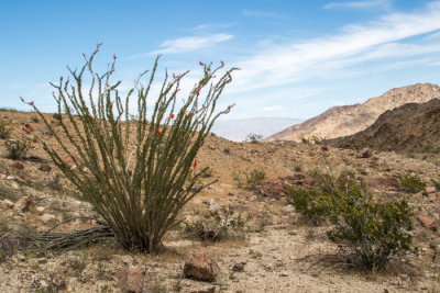 Ocotillo cactus and desert landscape