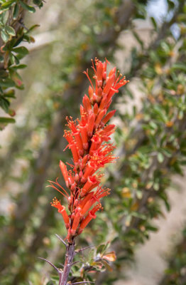 Ocotillo flower