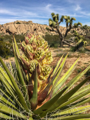 Yucca in bloom 