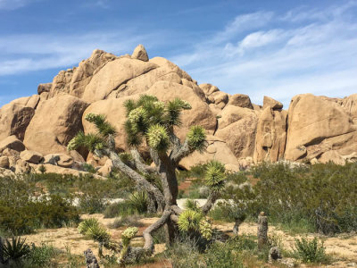 Joshua tree