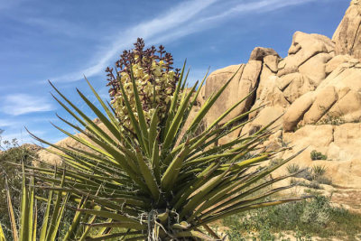 Yucca in bloom