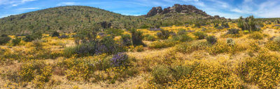 Joshua Tree Nat'l Park - Superbloom