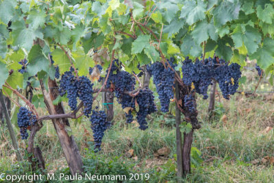 Vineyard