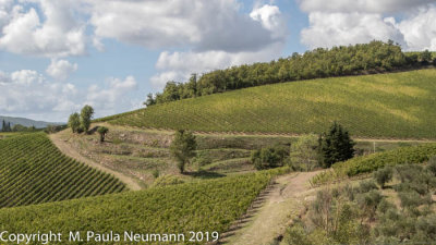 Vineyards