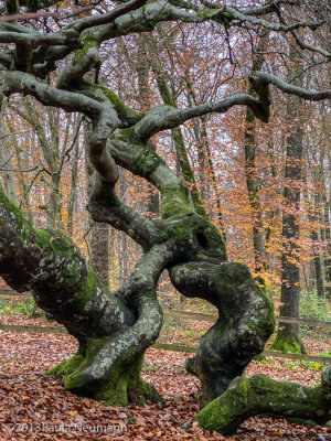 Gnarly tree