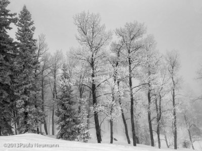 Snow Flocked trees