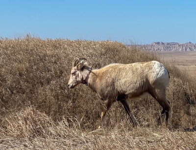 Big horn sheep, Badlands