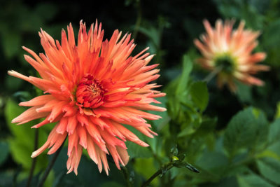 Dahlia
