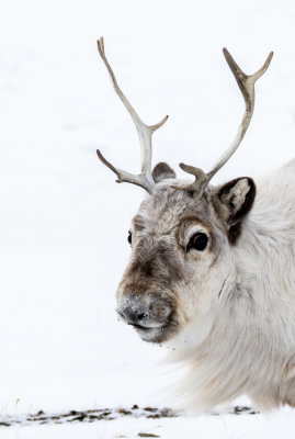 Svalbard reindeer