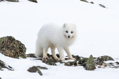 Arctic fox in winter coat