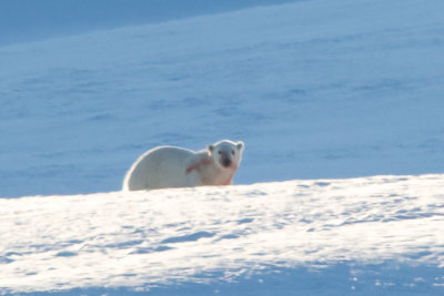 first polar bear sighting - eating reindeer