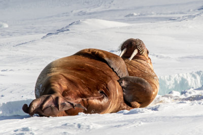 Walrus