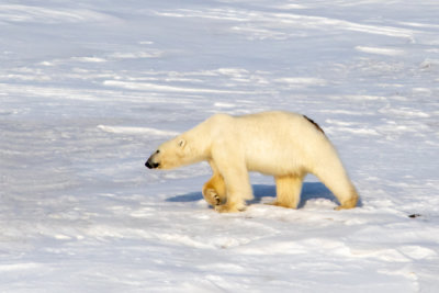 polar bear