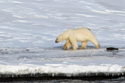 polar bear