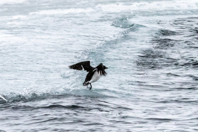 guillemot