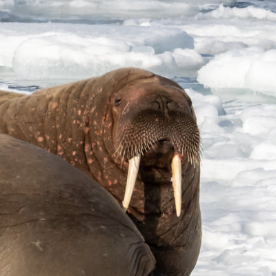walrus