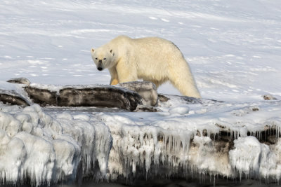 Polar bear