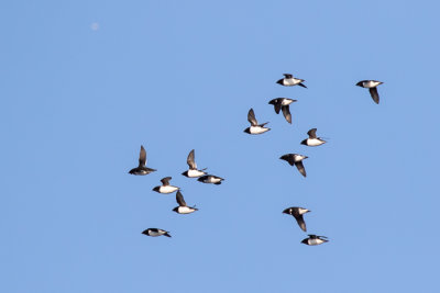 Guillemots
