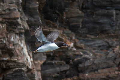 Guillemot
