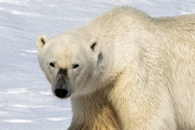 polar bear portrait