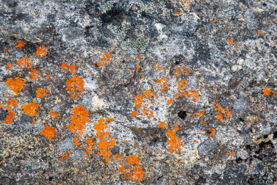 lichen