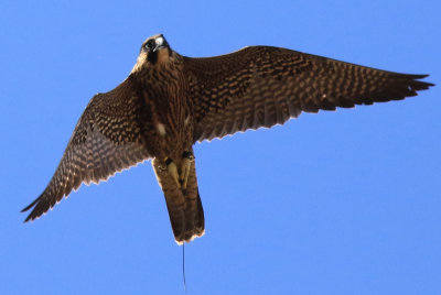 Peregrine falcon Lily Climbing
